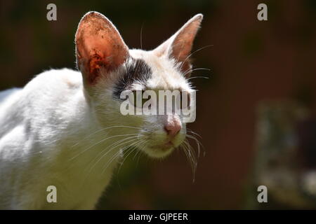 Chat domestique indien Banque D'Images