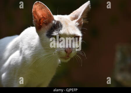 Chat domestique indien Banque D'Images