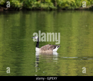 La Bernache du Canada sur un étang dans un parc avec ses reflets dans l'eau et isolé Banque D'Images