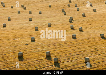 Récolte dans le parc national des South Downs dans l'East Sussex, Angleterre. Banque D'Images