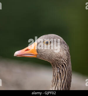 Gray Goose Head shot portrait décalage à gauche isolé avec un fond vert clair au-dessus Banque D'Images