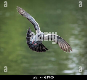 Pigeon en vol avec les ailes étalées sur l'eau. qui est à l'arrière-plan et des problèmes de mise au point Banque D'Images