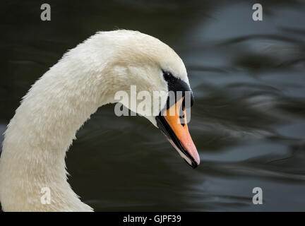 Détail de la tête et du cou d'un blanc cygne muet du flou en arrière-plan d'eau Banque D'Images