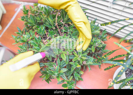 La main avec un pistolet pulvérisateur irrigue plantes d'intérieur. Banque D'Images