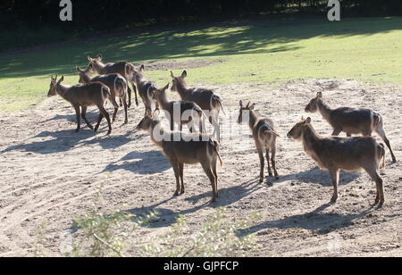 Petit troupeau de l'Ellipsen (Kobus ellipsiprymnus ellipsiprymnus waterbucks), Banque D'Images