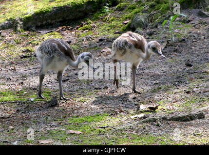 Deux mineurs plus d'Amérique du Sud le nandou ou Ñandús (Rhea americana). Banque D'Images