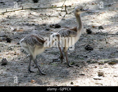 Deux mineurs plus d'Amérique du Sud le nandou ou Ñandús (Rhea americana). Banque D'Images