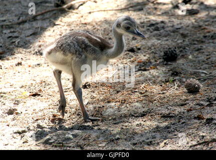Nandou d'Amérique du Sud pour mineurs ou Ñandú (Rhea americana) explorer. Banque D'Images