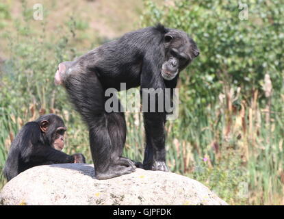 Les mâles matures chimpanzé (Pan troglodytes) posant sur le haut d'un rocher Banque D'Images