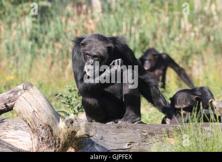 Les mâles matures chimpanzé (Pan troglodytes), plusieurs autres chimpanzés dans l'arrière-plan. Banque D'Images