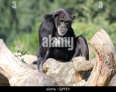 Les mâles matures chimpanzé (Pan troglodytes) dans une humeur pensive, frappant une pose Banque D'Images