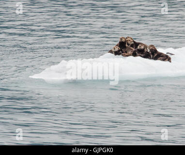 Un radeau de loutres tire parti d'un iceberg qui passe pour se détendre Banque D'Images