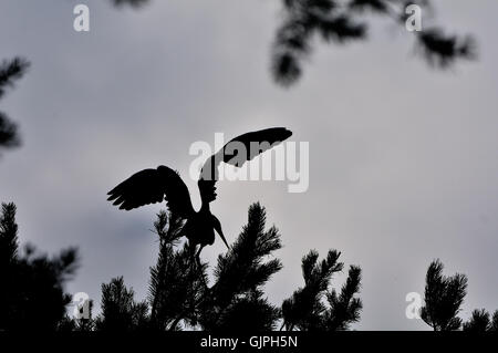 Héron cendré (Ardea cinerea) à pine tree silhouette. Parc national du lac Plesheevo, Yaroslavl region, Russie Banque D'Images