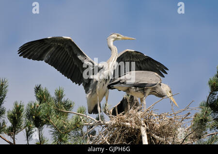Deux hérons cendrés (Ardea cinerea) les juvéniles dans le nid. Parc national du lac Plesheevo, Yaroslavl region, Russie Banque D'Images