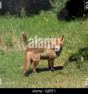 renard roux Banque D'Images