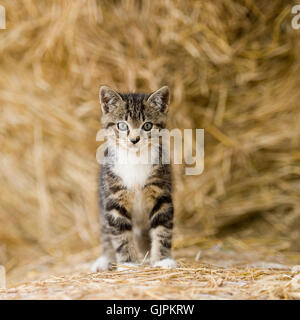 Ferme tabby kitten Banque D'Images