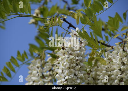 Acacia fleurs raisins blancs. Fleurs blanches d'acacia épineux, pollinisées par les abeilles. Banque D'Images