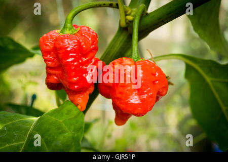 Deux Trinidad Scorpion Moruga ou piments capsicum chinense poussant sur une plante rouge et mûr Banque D'Images