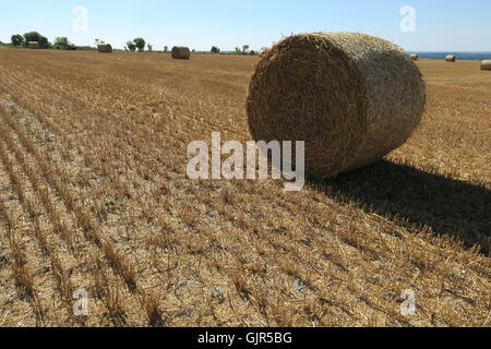 Ballots de paille de blé dispersés sur un champ qui a été récemment récoltés sur la colline de Liddington, Wiltshire. UK. Banque D'Images