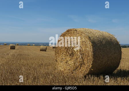 Ballots de paille de blé dispersés sur un champ qui a été récemment récoltés sur la colline de Liddington, Wiltshire. UK. Banque D'Images