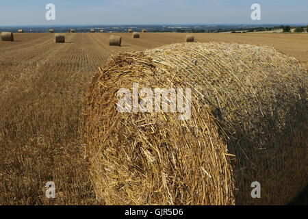 Ballots de paille de blé dispersés sur un champ qui a été récemment récoltés sur la colline de Liddington, Wiltshire. UK. Banque D'Images