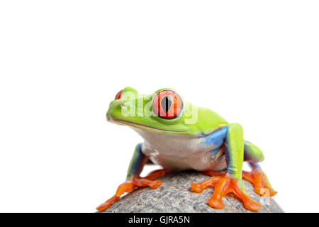 Amphibiens animaux isolés Banque D'Images