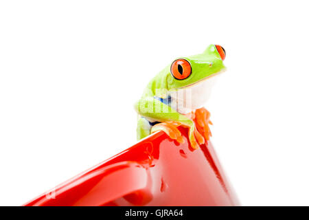 Amphibiens animaux isolés Banque D'Images