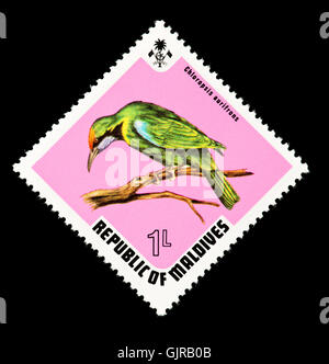 Timbre-poste représentant des Maldives à front d'or leafbird (Chloropsis aurifrons) Banque D'Images