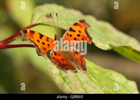 Virgule gris - Papillon Polygonia progne Banque D'Images