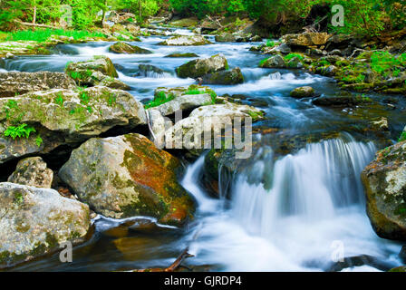 Stream woods rapids Banque D'Images