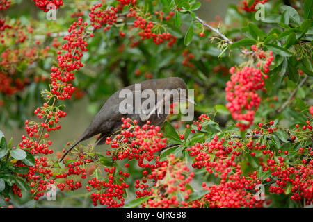 ; Blackbird Turdus merula Femme célibataire avec fleurs colorées ; Lissage Cornwall ; UK Banque D'Images