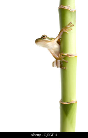Bambou isolé de grenouille Banque D'Images