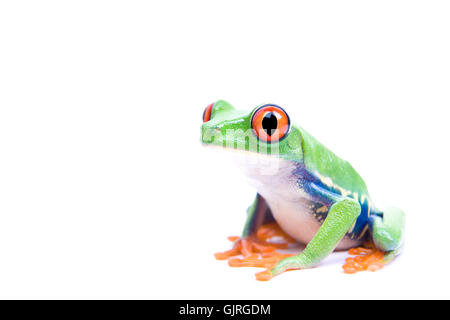 Amphibiens animaux isolés Banque D'Images