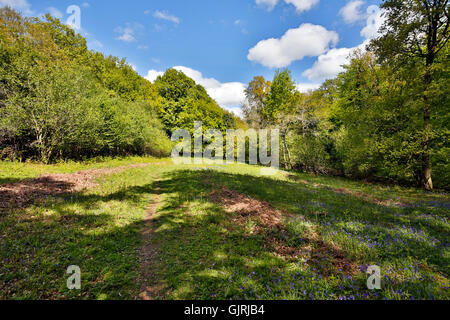 Les roches blanches ; Herefordshire Wildlife Trust Réserver ; UK Banque D'Images