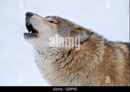 Les dents des loups loup Banque D'Images