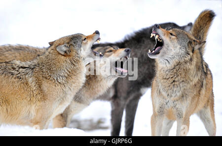 loups Banque D'Images