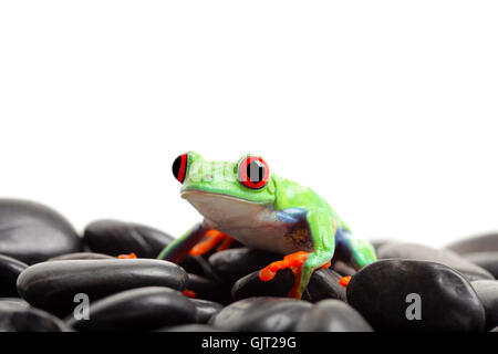 Grenouille amphibiens Animaux Banque D'Images