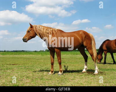 Poney équitation allemande Banque D'Images