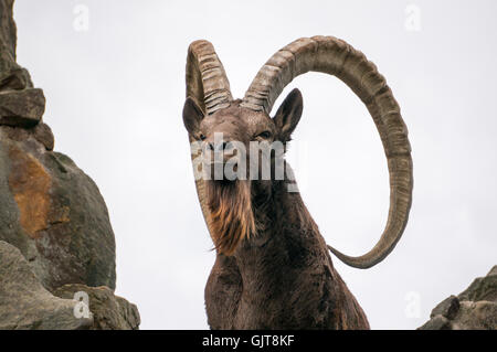 Grande vieille sibérienne ibex avec grandes cornes Banque D'Images