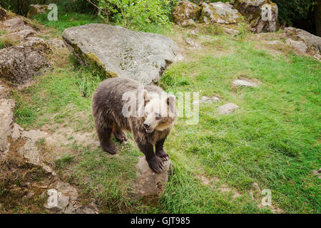 Image d'un ours brun dans un parc animalier. La Suède. Banque D'Images