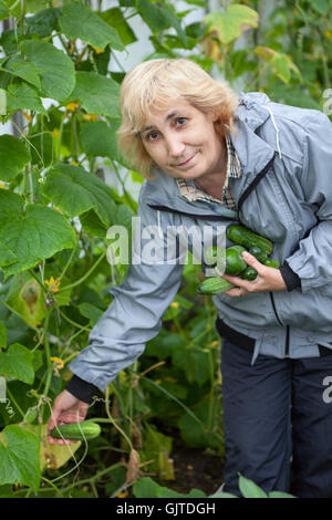 Collecte jardinier vert mûrs de branche concombres en serre Banque D'Images