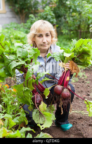 La maturité du Caucase avec jardinier betterave fraîche dans les mains Banque D'Images