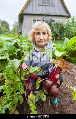 La maturité du Caucase avec jardinier betterave fraîche dans les mains contre maison en bois Banque D'Images