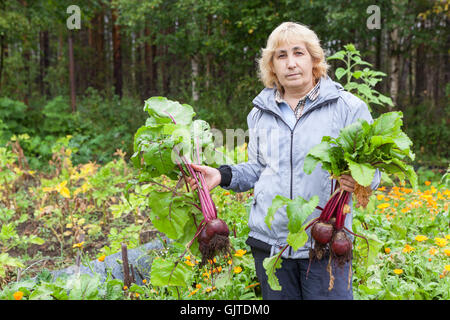 Femme mature un jardinier holding beetroots dans les mains au potager Banque D'Images