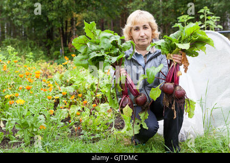 Femme mature un jardinier holding beetroots dans mains assis près de coldframe Banque D'Images