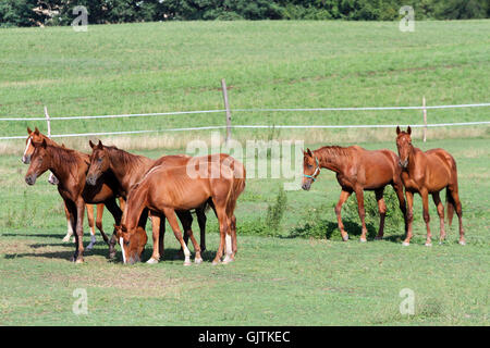 Troupeau de chevaux arabes d'origine anglaise. Chevaux bien entretenus dans les régions rurales de pâturage près de la ferme Banque D'Images