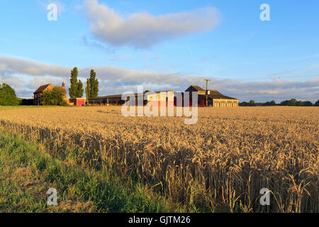 Dans la ferme de Lincolnshire Wolds Banque D'Images