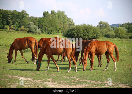 Troupeau de chevaux arabes d'origine anglaise. Chevaux bien entretenus dans les régions rurales de pâturage près de la ferme Banque D'Images