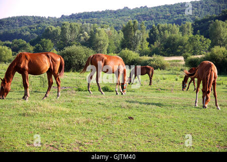 Les chevaux arabes pur-sang anglo-pâturage pâturage en appréciant le soleil d'été. Le troupeau de chevaux qui broutent sur pré vert Banque D'Images