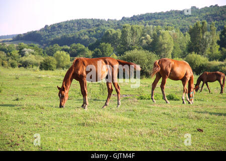 Les chevaux arabes pur-sang anglo-pâturage pâturage en appréciant le soleil d'été Banque D'Images